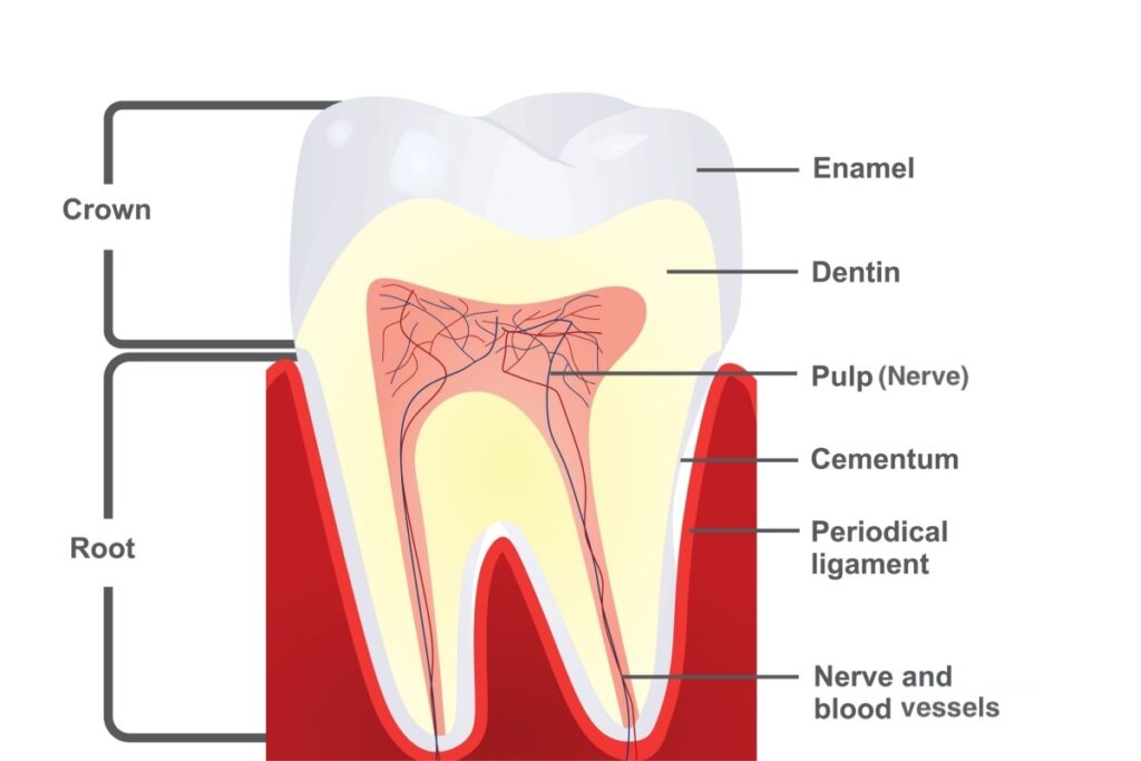 Illustrated cross section of a tooth showing the interior structures with enamel, dentin, pulp, etc. labeled. 